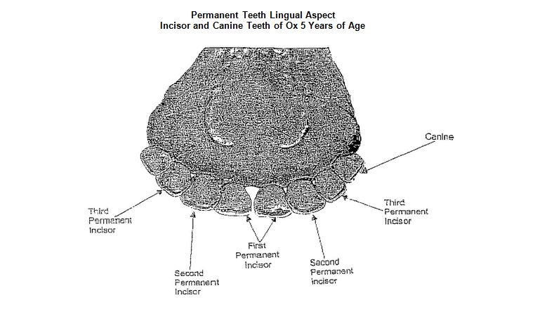 Figure I: Permanent Teeth Lingual Aspect Incisor and Canine Teeth of Ox 5 Years of Age