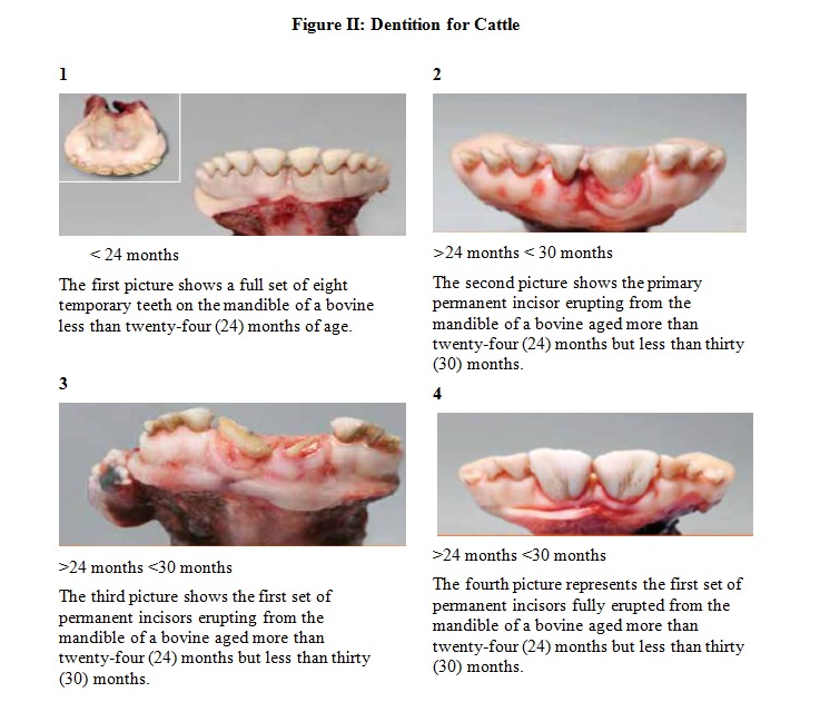 Figure II: Dentition for Cattle