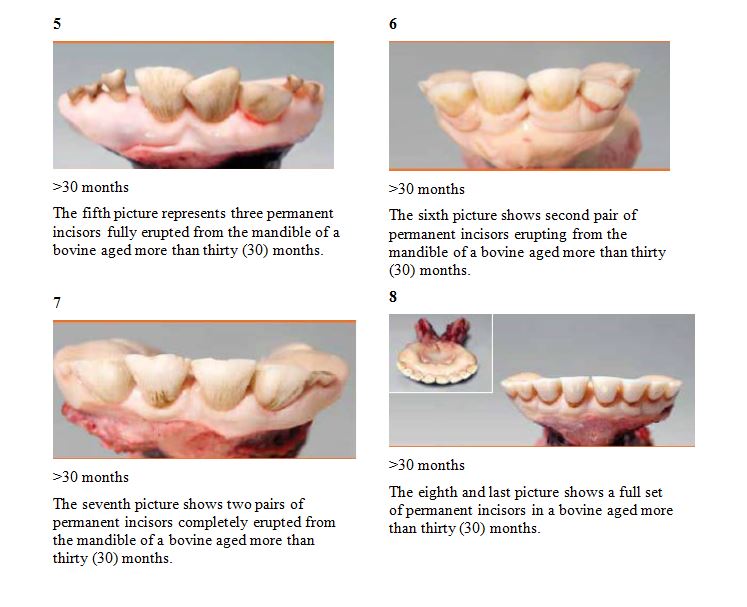 Figure II: Dentition for Cattle