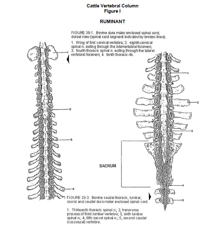 Cattle Vertebral Column