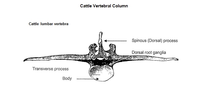 Figure II: Cattle lumbar vertebra