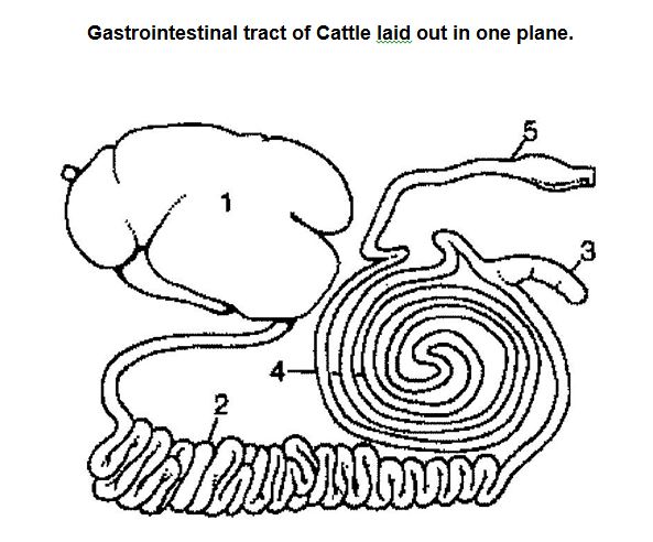 Appendix C - Cattle Gastrointestinal Tract