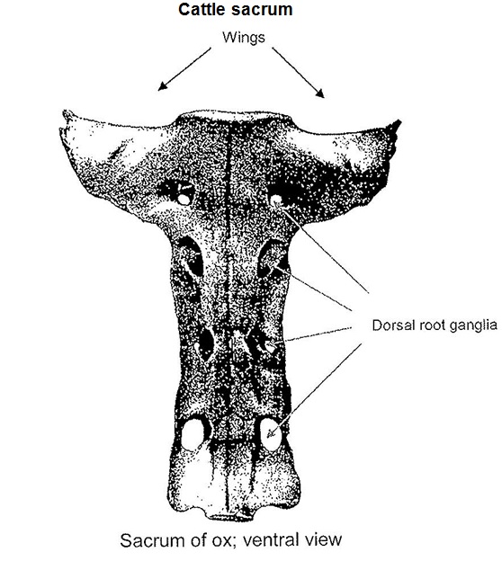 Figure III : Cattle sacrum
