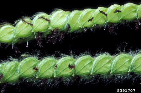 Épillets de l'herbe de Dallis