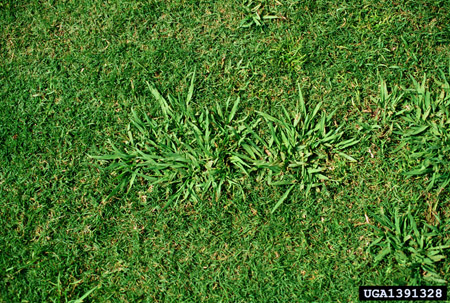 Herbe de Dallis envahissant de la pelouse en plaques