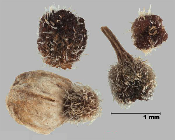 Figure 6 - Similar species: Northern bedstraw (Galium boreale) fruits