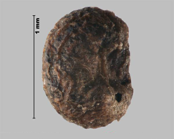 Figure 3 - False baby's breath (Galium mollugo) fruit
