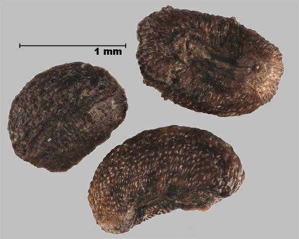 Figure 1 - False baby's breath (Galium mollugo) fruits