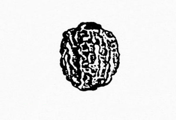 Figure 4 - False baby's breath (Galium mollugo) fruit