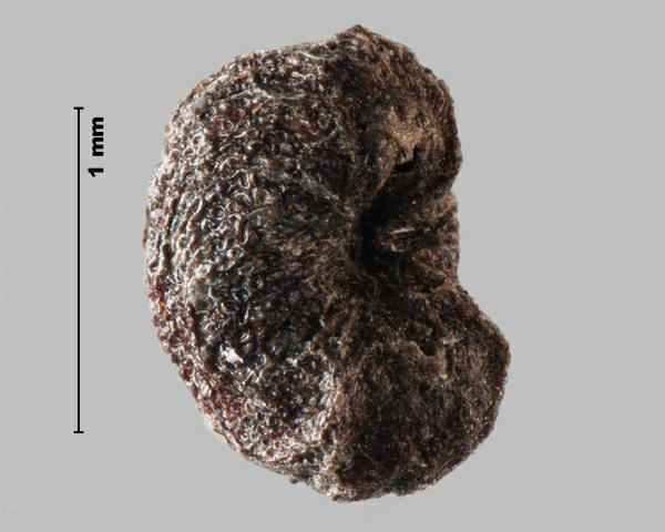 Figure 9 - Similar species: Yellow bedstraw (Galium verum) fruit