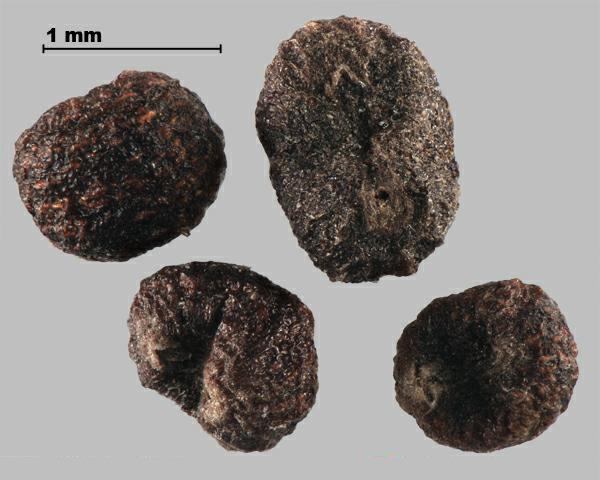 Figure 8 - Similar species: Yellow bedstraw (Galium verum) fruits