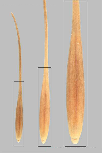 Medusahead rye (Taeniatherum caput-medusae) florets, lemma view