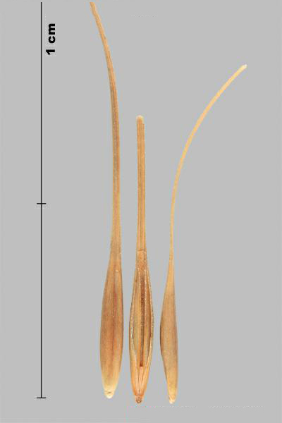 Medusahead rye (Taeniatherum caput-medusae) florets