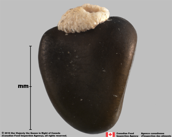 Photo - Common gorse (Ulex europaeus) seed (hilum at top)