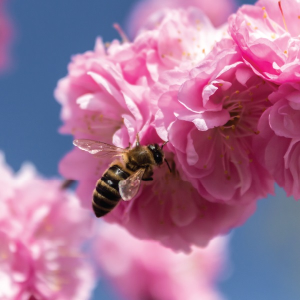 Une mellifère sur une fleur de cerisier.