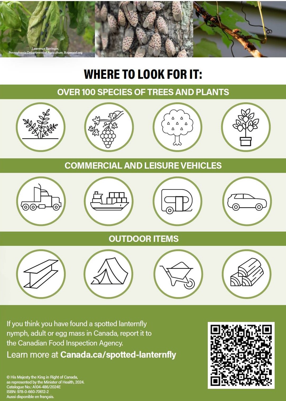 Card description - Spotted lanternfly information card in Canada. Description follows.