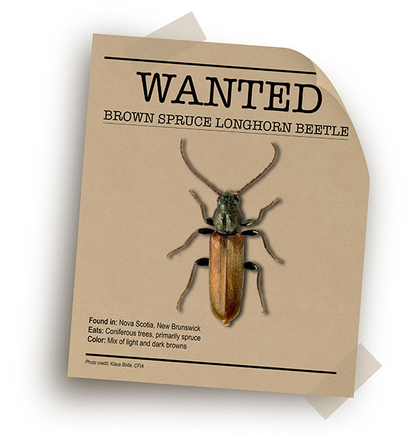 Brown spruce longhorn beetle