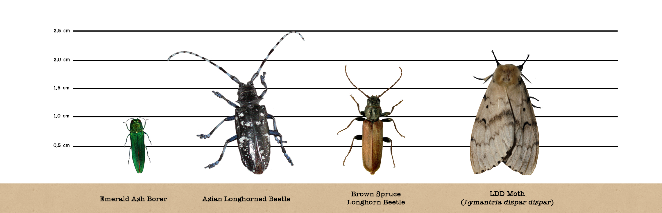 Emerald ash borer, Asian longhorned beetle, Brown spruce longhorn beetle, Lymantria dispar