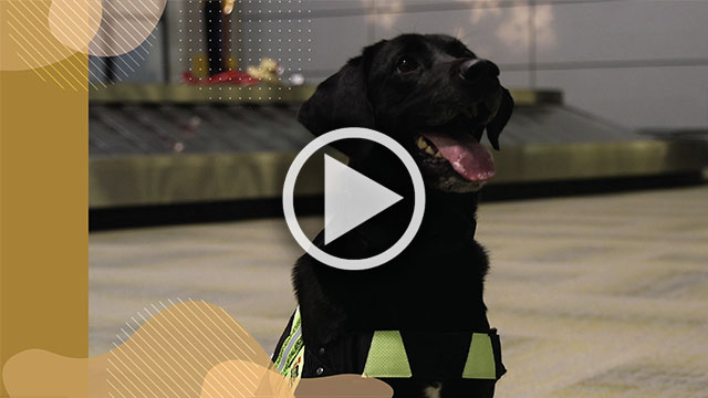 Rencontrez Lacy, un chien détecteur de l'Agence des services frontaliers du Canada