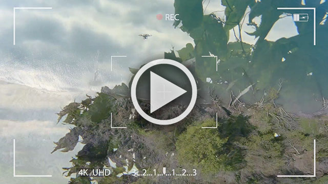 Vue à vol de drone : à la recherche du kudzu