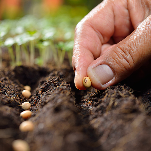 Tiny seeds you buy online can cause big trouble