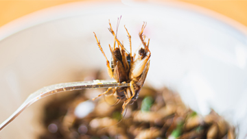 Insectes comestibles : ce qu'il faut savoir avant de prendre une bouchée d'insectes
