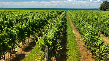 Collaborating with genome specialists to protect Canadian wine