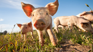 Comment le Canada protège ses porcs : la peste porcine africaine