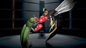 Bug fight: the emerald ash borer vs. parasitic wasps
