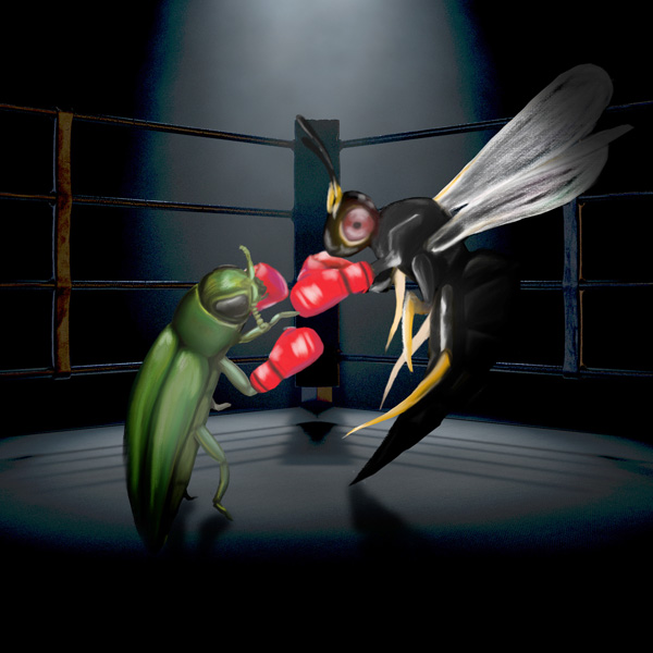 Bug fight: the emerald ash borer vs. parasitic wasps