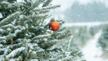 Canada's Christmas tree industry is booming—fir real!