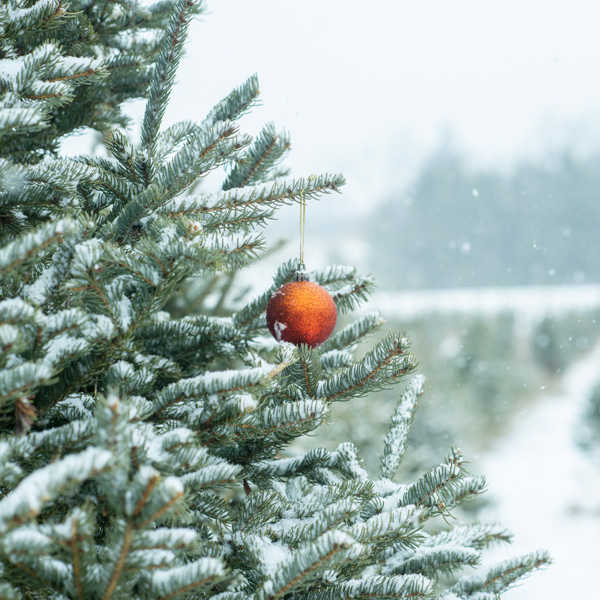 Épisode 6 – Tirez-vous une bûche : l'industrie canadienne de sapins de Noël est en plein essor