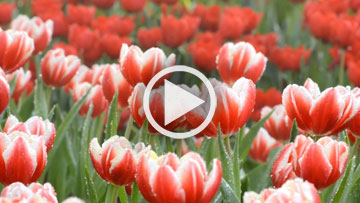 Tulipes : quel est le lien?