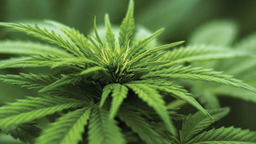 Renseignez-vous sur le rôle de l'ACIA dans la réglementation du cannabis