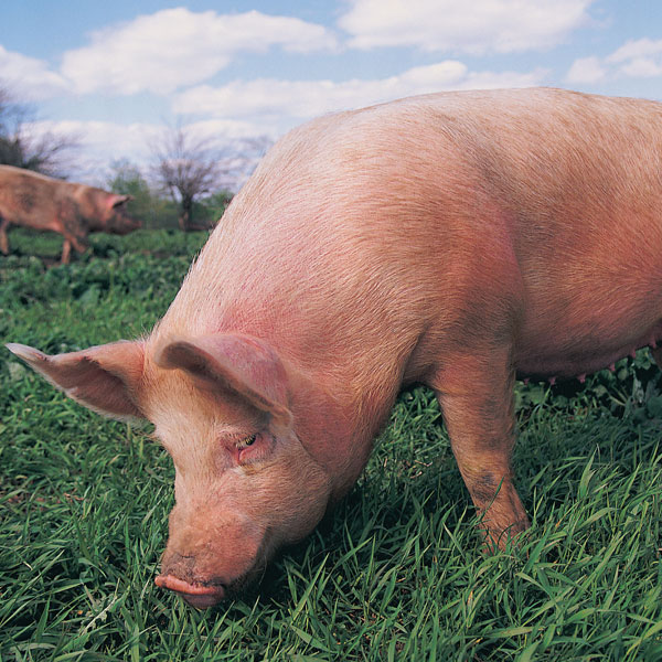 Porc dans le champ d'une ferme.