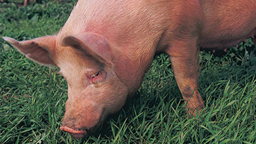 Modernized Slaughter Inspection Program for hogs