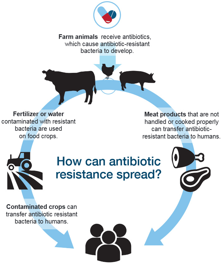 How can antibiotic resistance spread? Description follows.