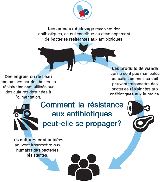 Comment la résistance aux antibiotiques peut-elle se propager? Description ci-dessous.
