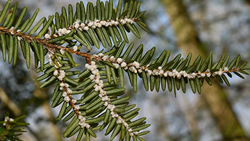 Joining forces against hemlock woolly adelgid