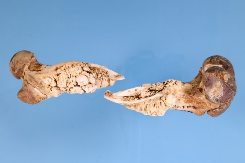 Fémur d'un porc sur lequel est visible une vieille fracture avec une nouvelle formation osseuse.