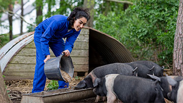 Gérer vos porcs : Conseils pour les nouveaux élevages et les propriétaires de porcs