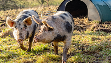 Petites fermes et propriétaires de porcs : vous faites-vous du sang de cochon pour la biosécurité
