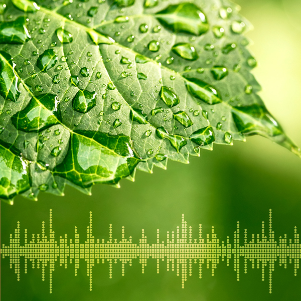 Second episode: CFIA's Talking Plant Health podcast series