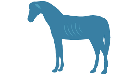 exemple d'un cheval très maigre montrant sa cage thoracique.
