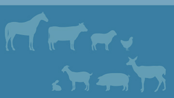 Affiche d'information : Avant et après – Règlement sur la santé des animaux – transport sans cruauté