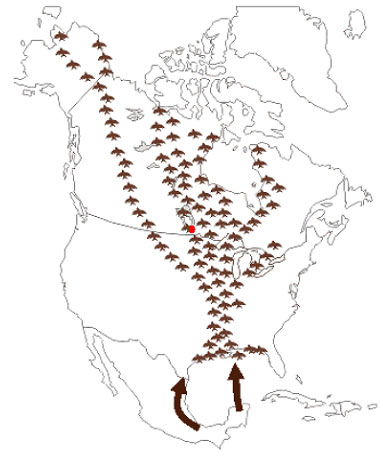 Figure 3. La voie migratoire du Mississippi (Texas Parks and Wildlife Department). Description ci-dessous.