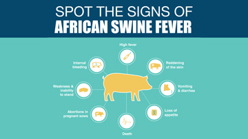 Infographic: Spot the signs of African swine fever (ASF)