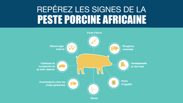 Repérez les signes de la peste porcine africaine (PPA)