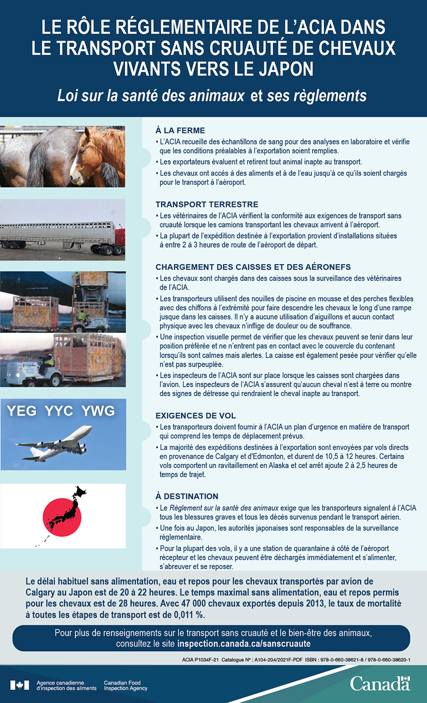 Infographic : Le rôle réglementaire de l'ACIA dans le transport sans cruauté de chevaux vivants vers le Japon