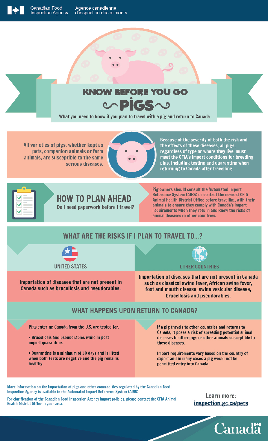 Pigs infographic. Description follows.